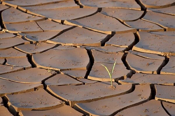 Mud cracks with sprouting plant, Kruger National Park, South Africa, Africa