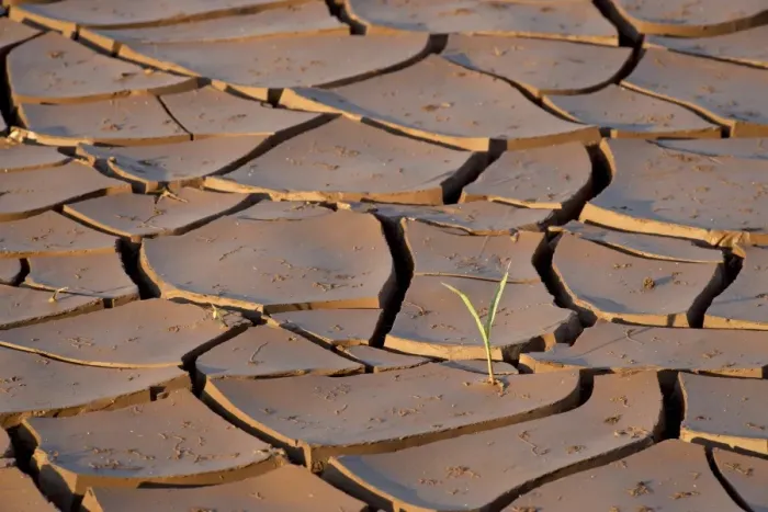 Framed Print : Mud cracks with sprouting plant, Kruger National Park, South Africa, Africa Framed Print : Mud cracks with sprouting plant, Kruger National Park, South Africa, Africa