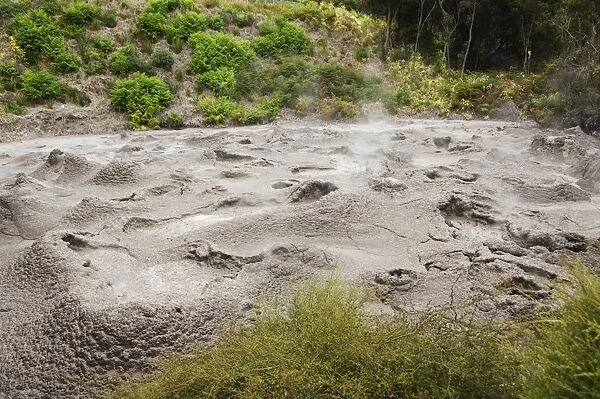 Mud Pool, Te Puia Wakarewarewa Geothermal Village