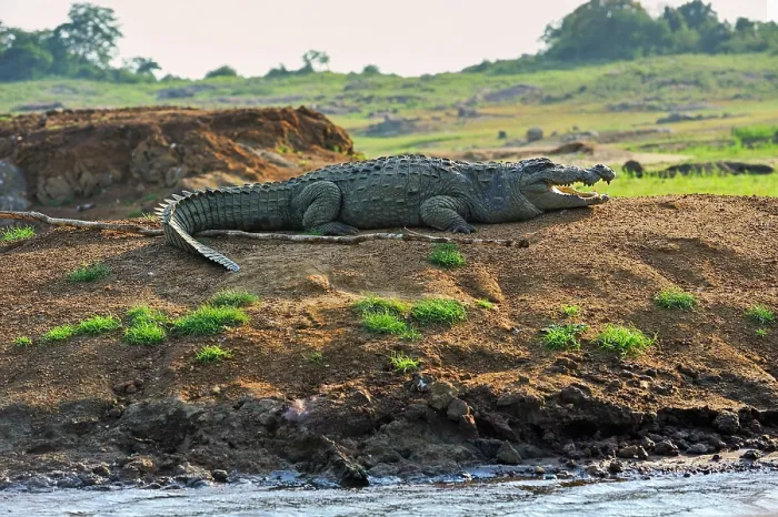 Framed Print : Mugger crocodile (Crocodylus palustris) by the Senanayake Samudraya Lake, Gal Oya National Park, Sri Lanka, Indian subcontinent, South Asia Framed Print : Mugger crocodile (Crocodylus palustris) by the Senanayake Samudraya Lake, Gal Oya National Park, Sri Lanka, Indian subcontinent, South Asia