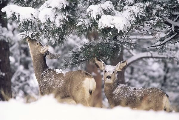Mule deer mother and fawn in snow