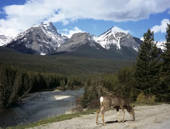 Framed Print : Mule deer (Odocoileus hemionus), Bow Valley Parkway by the Bow River, near Lake Louise Framed Print : Mule deer (Odocoileus hemionus), Bow Valley Parkway by the Bow River, near Lake Louise
