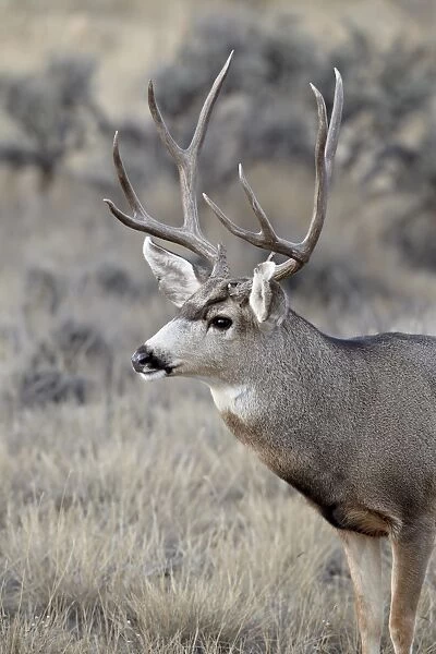 Mule deer (Odocoileus hemionus) buck, Heron Lake State Park, New Mexico