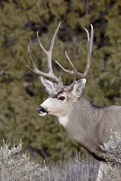 Mule deer (Odocoileus hemionus) buck, Heron Lake State Park, New Mexico, United States of America, North America