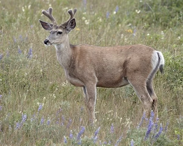 Mule deer (Odocoileus hemionus) buck in the summer, Waterton Lakes National Park, Alberta, Canada, North America