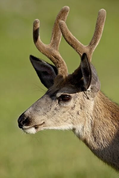 Mule deer (Odocoileus hemionus) buck in velvet, Glacier National Park, Montana