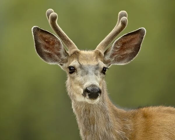 Mule deer (Odocoileus hemionus) buck in velvet, Jasper National Park, Alberta