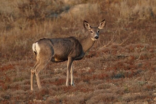 Mule deer (Odocoileus hemionus) doe, Theodore Roosevelt National Park, North Dakota, United States of America, North America