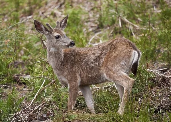 Mule deer (Odocoileus hemionus), Mariposa Grove, Southern Yosemite, Yosemite National Park