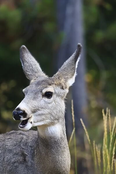 Mule deer (Odocoileus hemionus) with open mouth, Grand Teton National Park, Wyoming, United States of America, North America