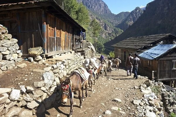 Mule train between Phakding and Namche, Everest Base Camp Trek, Solukhumbu, Nepal, Himalayas, Asia
