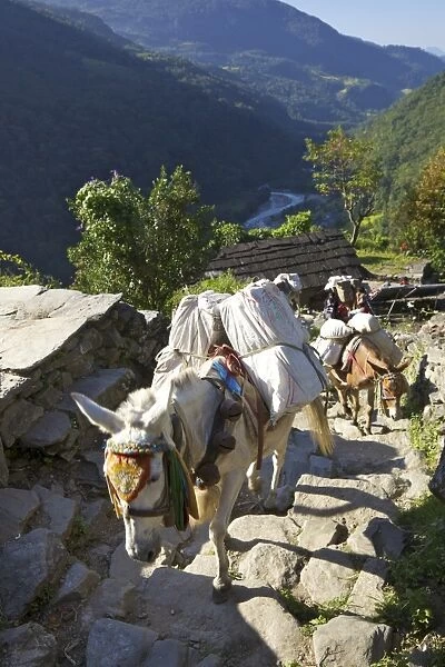 Mule train on trek from Ghandruk to Nayapul, Annapurna Sanctuary Region, Nepal, Asia
