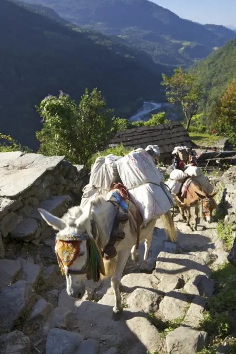 Framed Print : Mule train on trek from Ghandruk to Nayapul, Annapurna Sanctuary Region, Nepal, Asia Framed Print : Mule train on trek from Ghandruk to Nayapul, Annapurna Sanctuary Region, Nepal, Asia