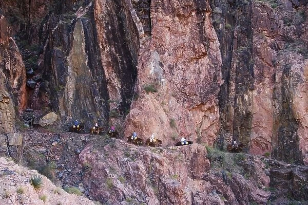 Mules taking tourists along the Colorado River Trail