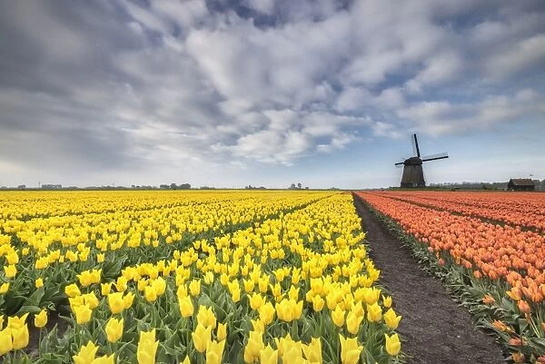 Multi-coloured fields of tulips at spring with windmill in the background, Schermerhorn