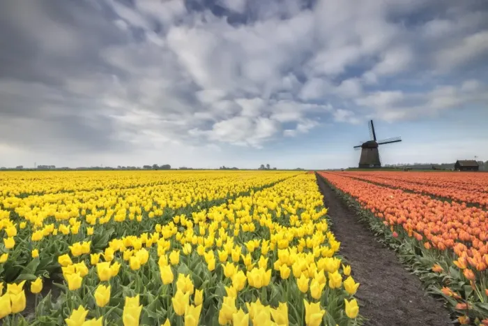 Framed Print : Multi-coloured fields of tulips at spring with windmill in the background, Schermerhorn Framed Print : Multi-coloured fields of tulips at spring with windmill in the background, Schermerhorn