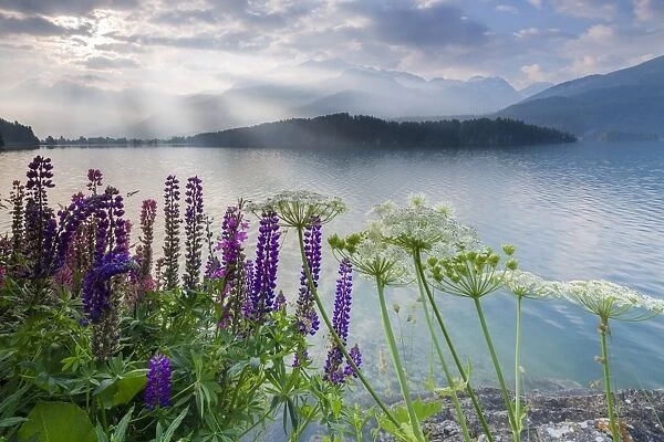 The multi coloured lupins frame the calm water of Lake Sils at dawn, Maloja, canton of Graubunden