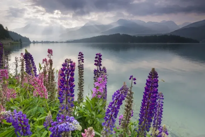 Framed Print : The multi coloured lupins frame the calm water of Lake Sils at dawn, Maloja, canton of Graubunden Framed Print : The multi coloured lupins frame the calm water of Lake Sils at dawn, Maloja, canton of Graubunden