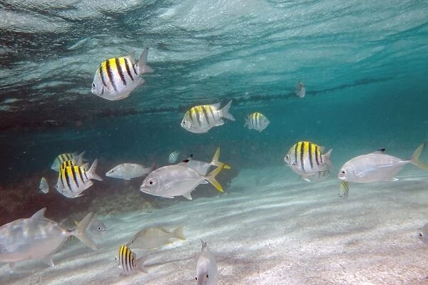 Multicolored fish swim peacefully at Stingray City, a sanctuary where it is possible