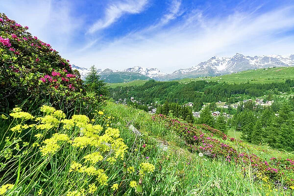 Multicolored flowers in summer, Madesimo, Valle Spluga, Valtellina, Lombardy, Italy, Europe