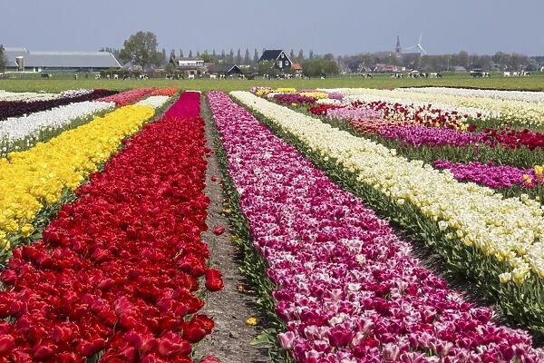 Multicolored tulip fields frame the village in spring, Berkmeer, Koggenland, North Holland