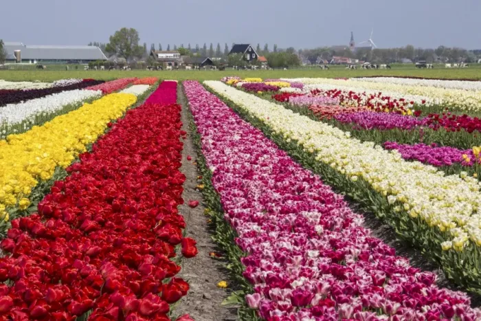 Framed Print : Multicolored tulip fields frame the village in spring, Berkmeer, Koggenland, North Holland Framed Print : Multicolored tulip fields frame the village in spring, Berkmeer, Koggenland, North Holland