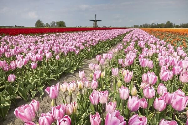 Multicolored tulip fields frame the windmill in spring, Berkmeer, Koggenland, North Holland