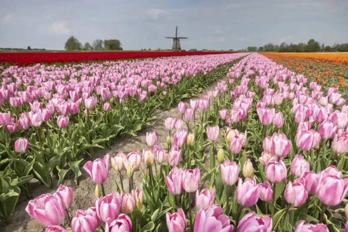 Framed Print : Multicolored tulip fields frame the windmill in spring, Berkmeer, Koggenland, North Holland Framed Print : Multicolored tulip fields frame the windmill in spring, Berkmeer, Koggenland, North Holland