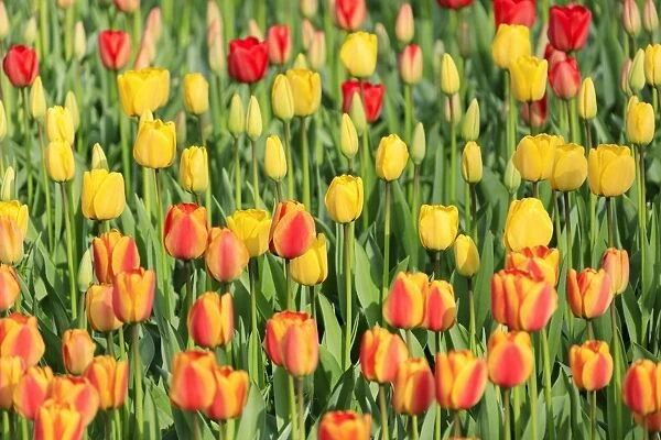 Multicolored tulips in bloom at the Keukenhof Botanical Garden, Lisse, South Holland