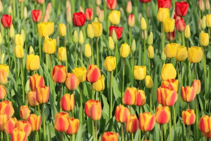 Framed Print : Multicolored tulips in bloom at the Keukenhof Botanical Garden, Lisse, South Holland Framed Print : Multicolored tulips in bloom at the Keukenhof Botanical Garden, Lisse, South Holland