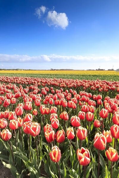 Multicolored tulips in the fields of Oude-Tonge during spring bloom, Oude-Tonge, Goeree-Overflakkee