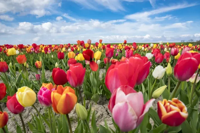 Framed Print : Multicoloured tulip field, Yersekendam, Zeeland province, Netherlands, Europe Framed Print : Multicoloured tulip field, Yersekendam, Zeeland province, Netherlands, Europe