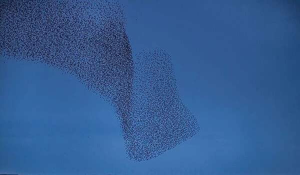 Murmuration of Starlings at dusk, Cumbrian Coast, Cumbria, England, United Kingdom, Europe