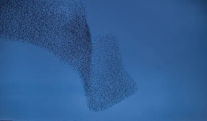 Framed Print : Murmuration of Starlings at dusk, Cumbrian Coast, Cumbria, England, United Kingdom, Europe Framed Print : Murmuration of Starlings at dusk, Cumbrian Coast, Cumbria, England, United Kingdom, Europe