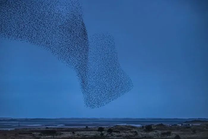 Framed Print : Murmuration of Starlings at dusk, Sandscale Haws National Nature Reserve, Cumbrian Coast, Cumbria, England, United Kingdom, Europe Framed Print : Murmuration of Starlings at dusk, Sandscale Haws National Nature Reserve, Cumbrian Coast, Cumbria, England, United Kingdom, Europe