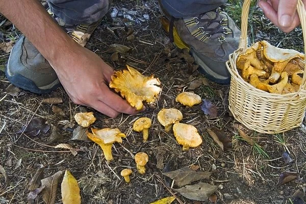 Mushroom collecting, Chanterelles (Cantharellus cibarius), Italy, Europe