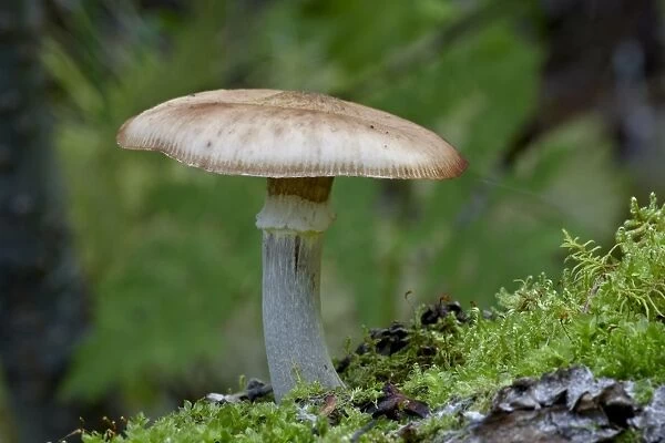 Mushroom growing on a dead tree covered with moss, Pioneer Falls, Alaska