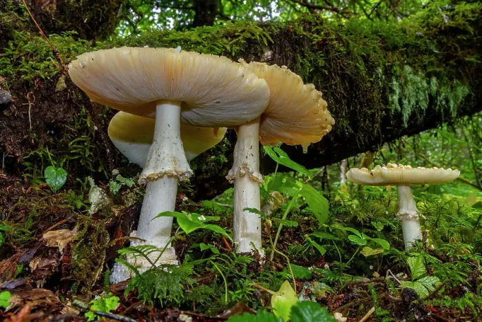 Framed Print : Mushrooms growing in the Tongass National Forest in southeast Alaska, Pacific Ocean, United States of America, North America Framed Print : Mushrooms growing in the Tongass National Forest in southeast Alaska, Pacific Ocean, United States of America, North America