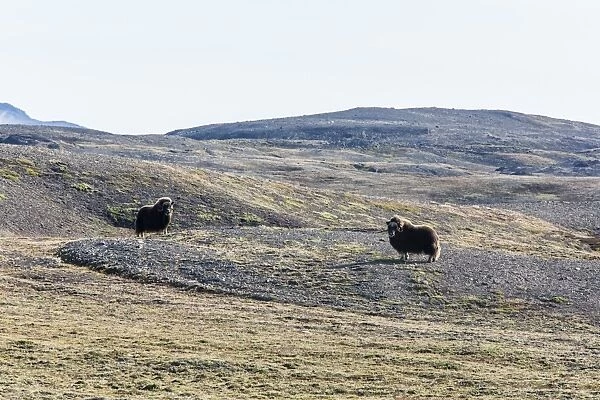 Muskox bull (Ovibos moschatus), Myggebukta (Mosquito Bay), Christian Xs Land, Northeast Greenland, Polar Regions