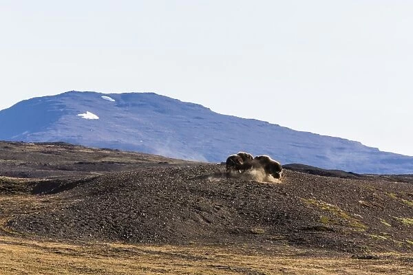 Muskox bulls (Ovibos moschatus), Myggebukta (Mosquito Bay), Christian Xs Land, Northeast Greenland, Polar Regions
