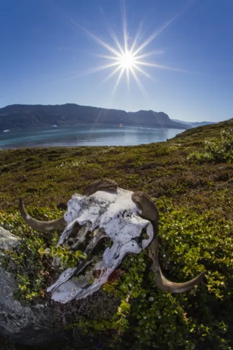 Framed Print : Muskox (Ovibos moschatus) skull, Halvo, Northeast Greenland, Polar Regions