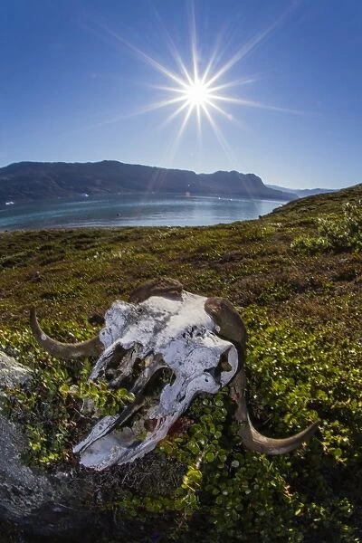 Muskox (Ovibos moschatus) skull, Halvo, Northeast Greenland, Polar Regions