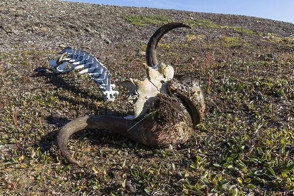 Muskox (Ovibos moschatus) skull and vertebrae, Myggebukta (Mosquito Bay), Christian Xs Land, Northeast Greenland, Polar Regions