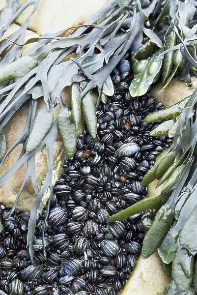 Mussels and seaweed on the tidal seashore