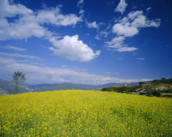 Framed Print : Mustard fields in winter near Nagarkot Framed Print : Mustard fields in winter near Nagarkot