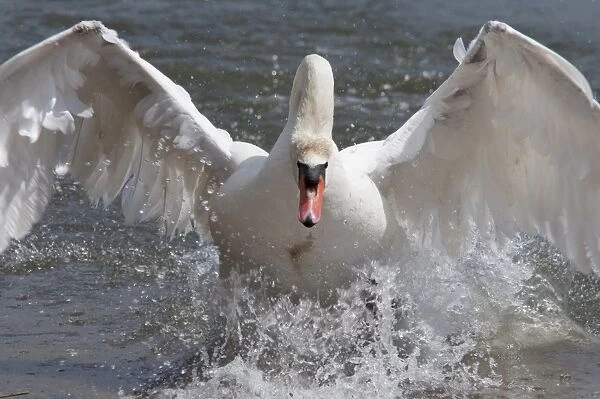 Mute swan (Cygnus color), taking off, Abbotsbury Swannery, Dorset, England