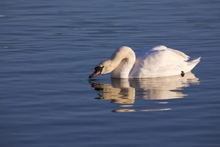 Framed Print : Mute swan, Cygnus olor Framed Print : Mute swan, Cygnus olor