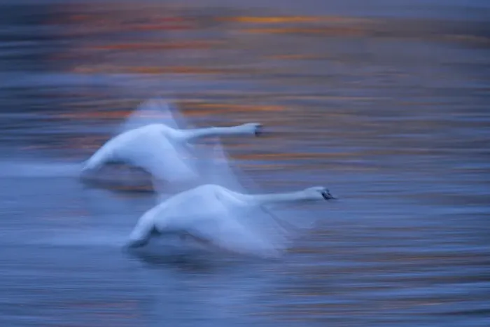 Framed Print : Mute swan (Cygnus olor), at dawn, in flight over the River Vltava, Prague, Czech Republic Framed Print : Mute swan (Cygnus olor), at dawn, in flight over the River Vltava, Prague, Czech Republic