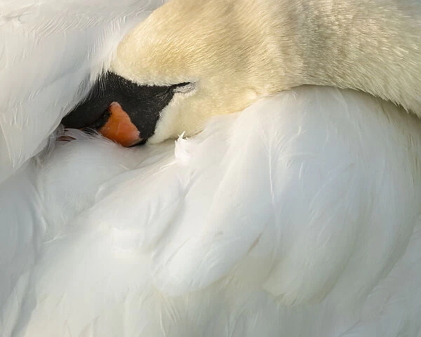 Mute swan (Cygnus olor), Kent, England, United Kingdom, Europe