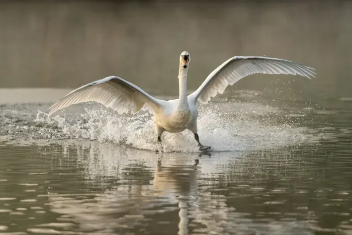 Framed Print : Mute swan (Cygnus olor) landing, Kent, England, United Kingdom, Europe Framed Print : Mute swan (Cygnus olor) landing, Kent, England, United Kingdom, Europe